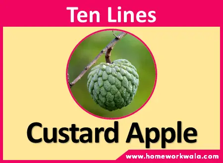 10 lines on Custard Apple in English