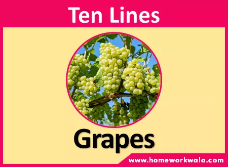 10 lines on grapes in English