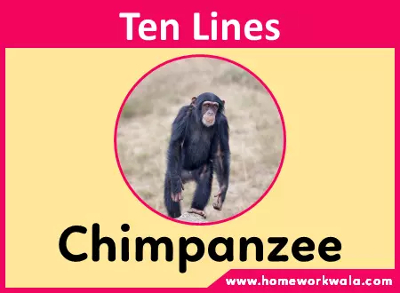10 lines about Chimpanzee in English