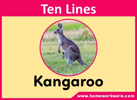 10 lines on Kangaroo