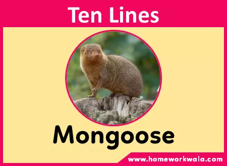 10 lines about Mongoose