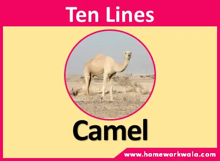 10 lines on Camel in English