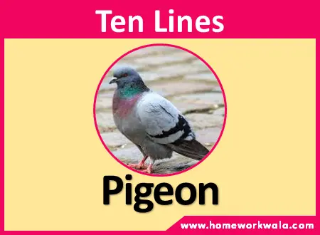 10 lines on Pigeon in English