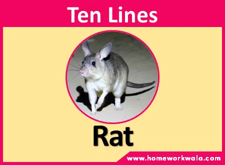 10 lines on Rat in English