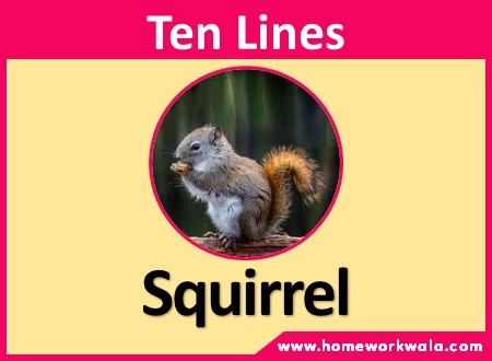 10 lines on Squirrel in English