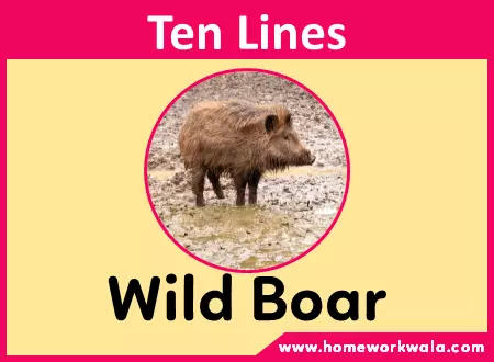 10 lines about Wild Boar in English