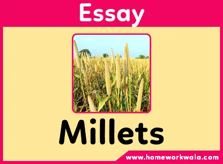 Essay on Millet in English