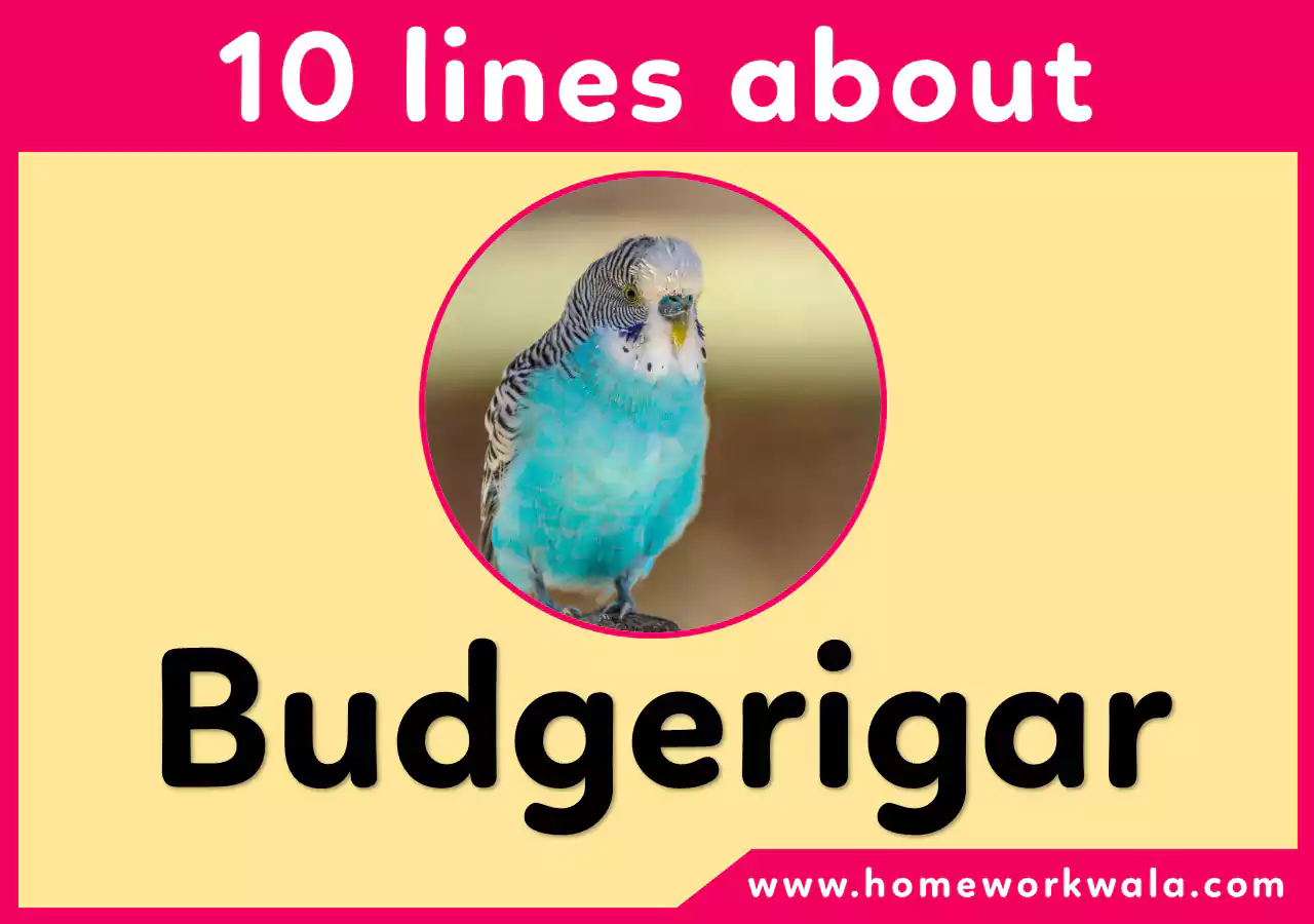 10 lines on Budgerigar
