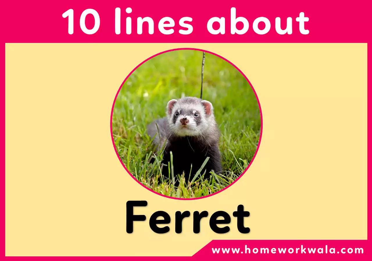 10 lines about Ferret