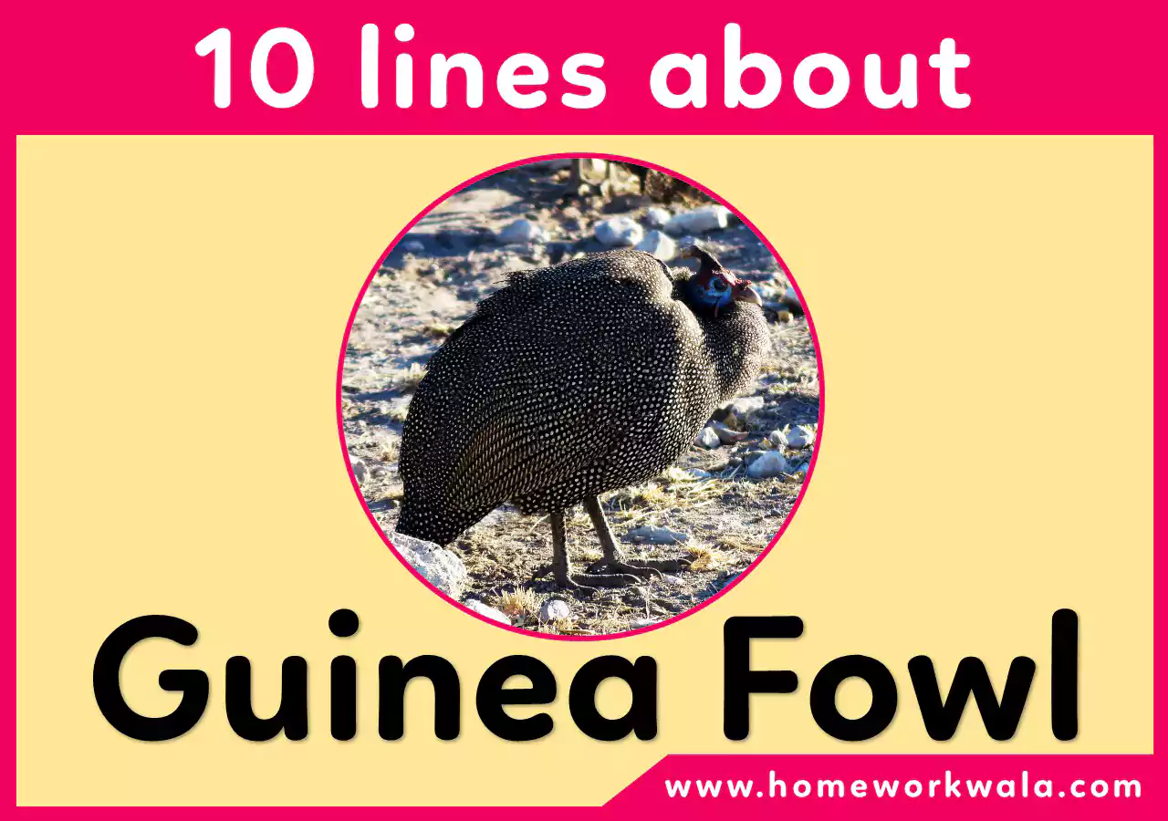 10 lines on Guinea Fowl