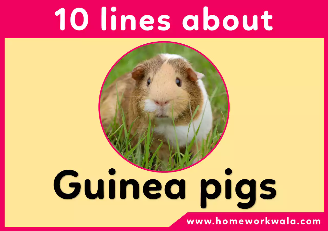 10 lines on Guinea Pigs