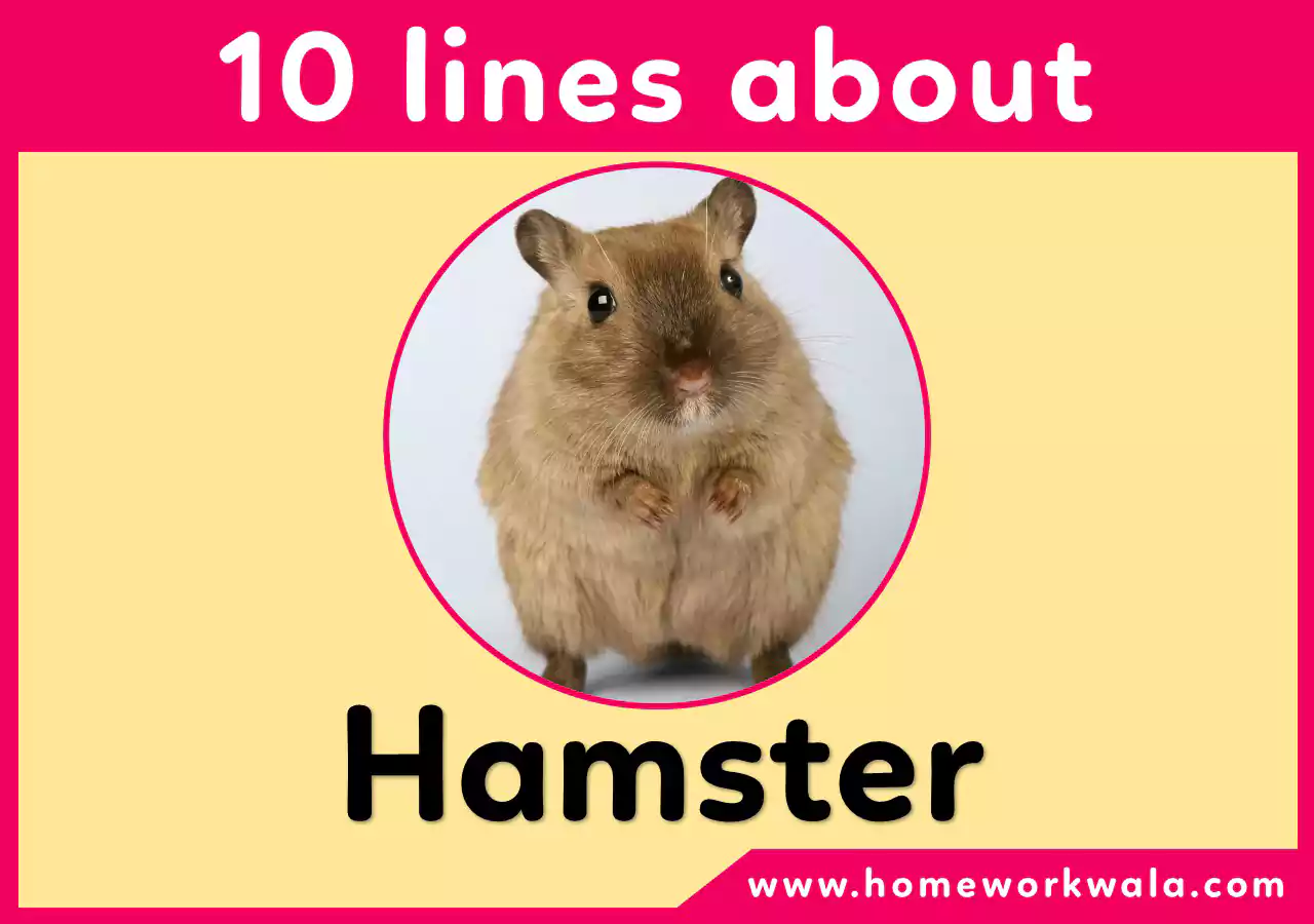 10 lines about Hamster