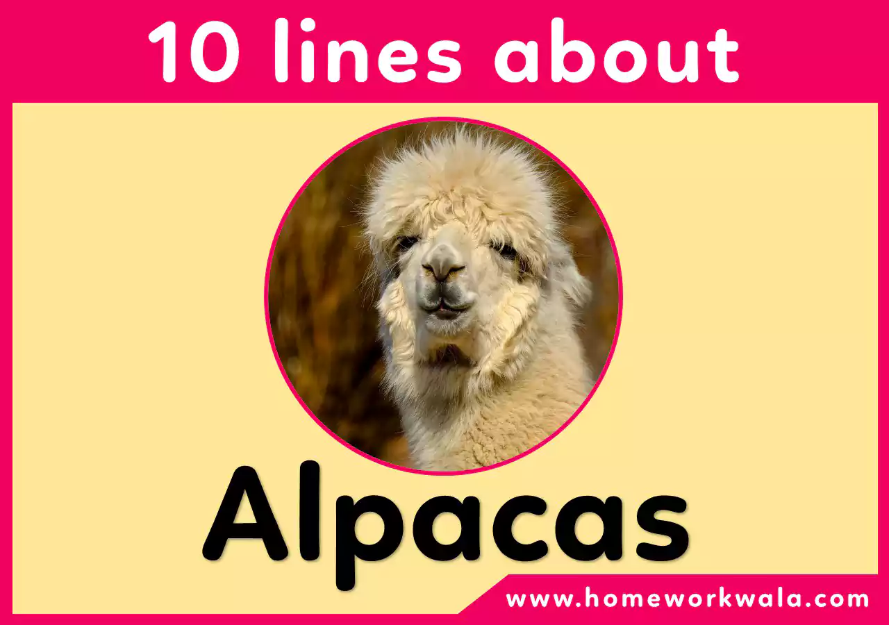 10 lines about Alpacas in English
