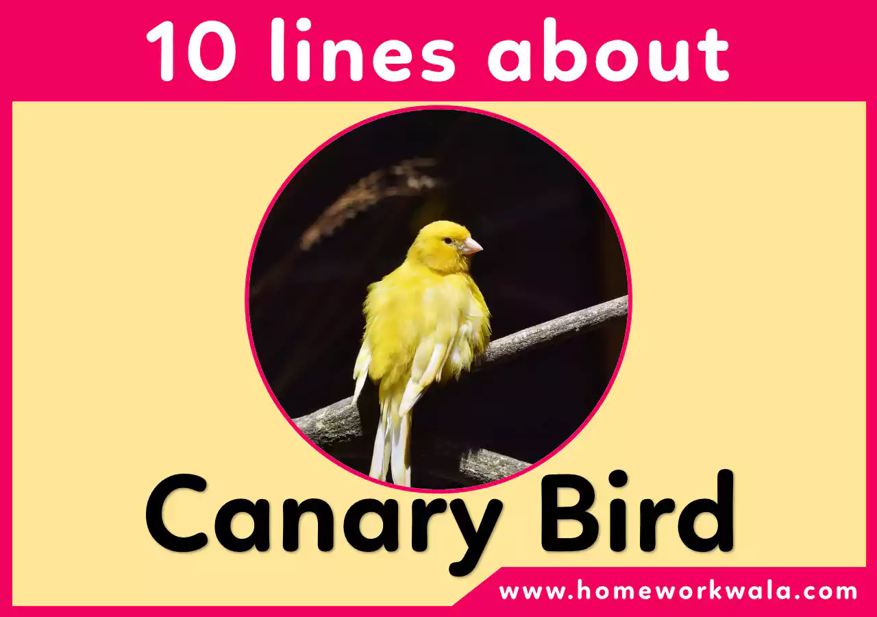 10 lines about Canary Bird