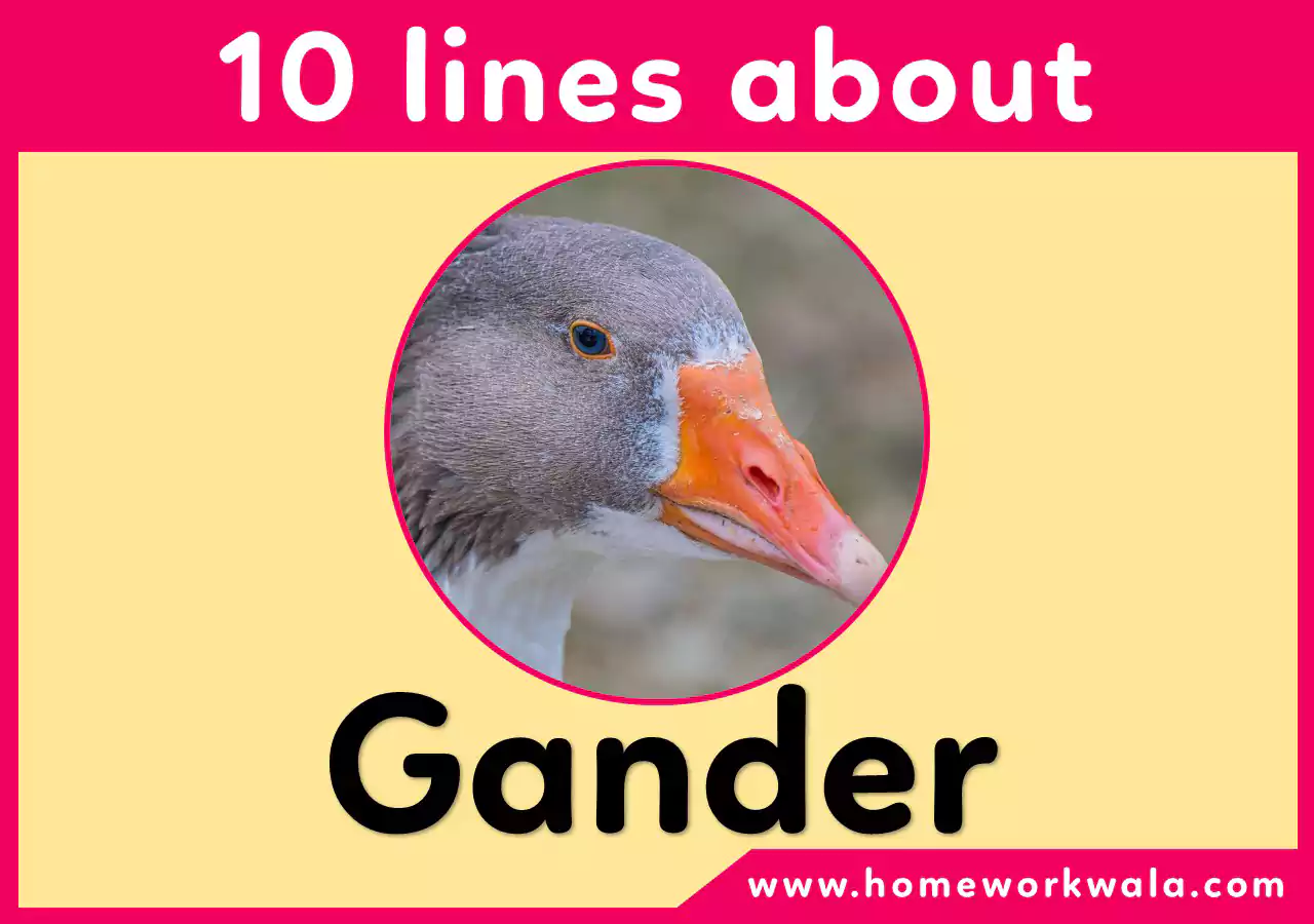 10 lines about Gander