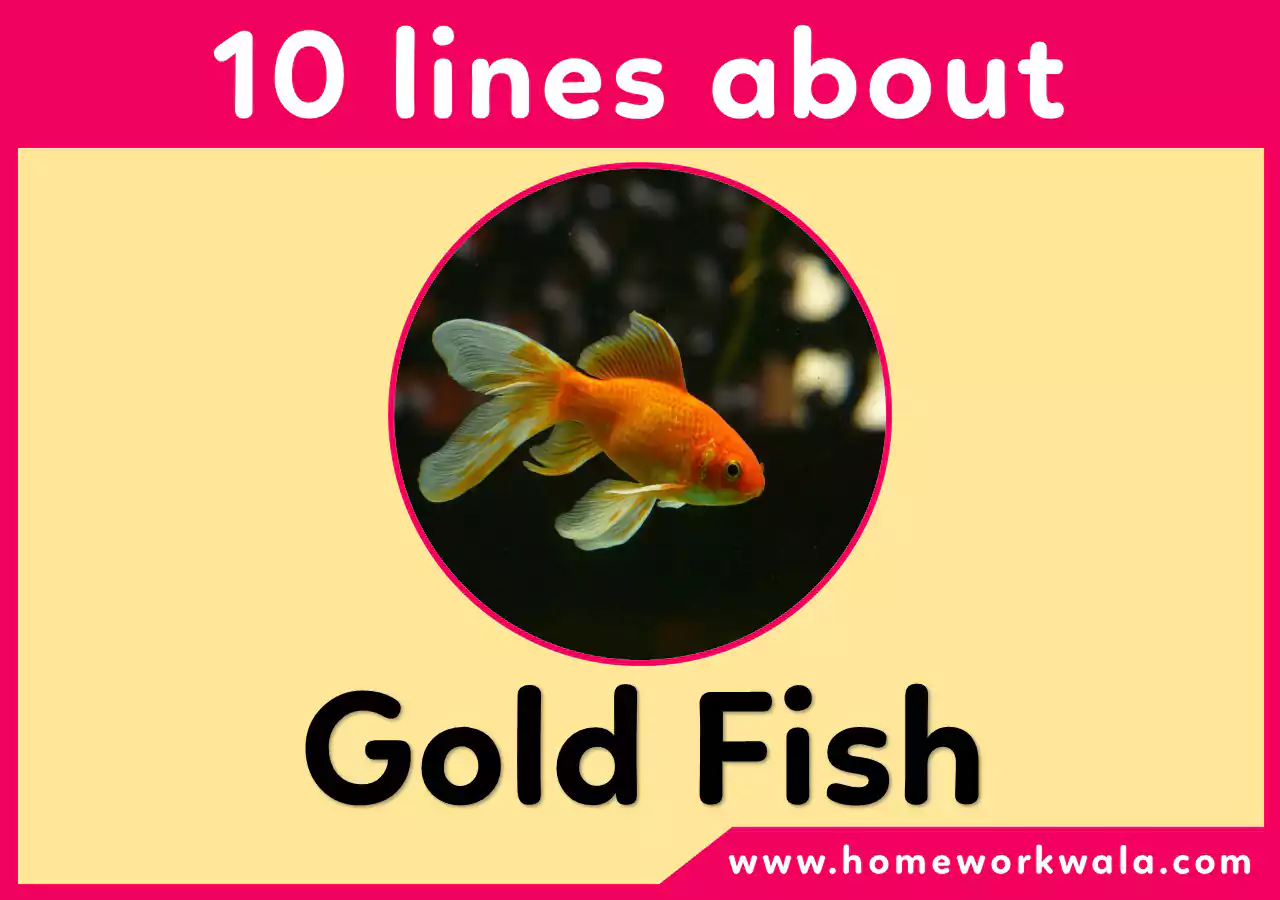 short essay on Goldfish