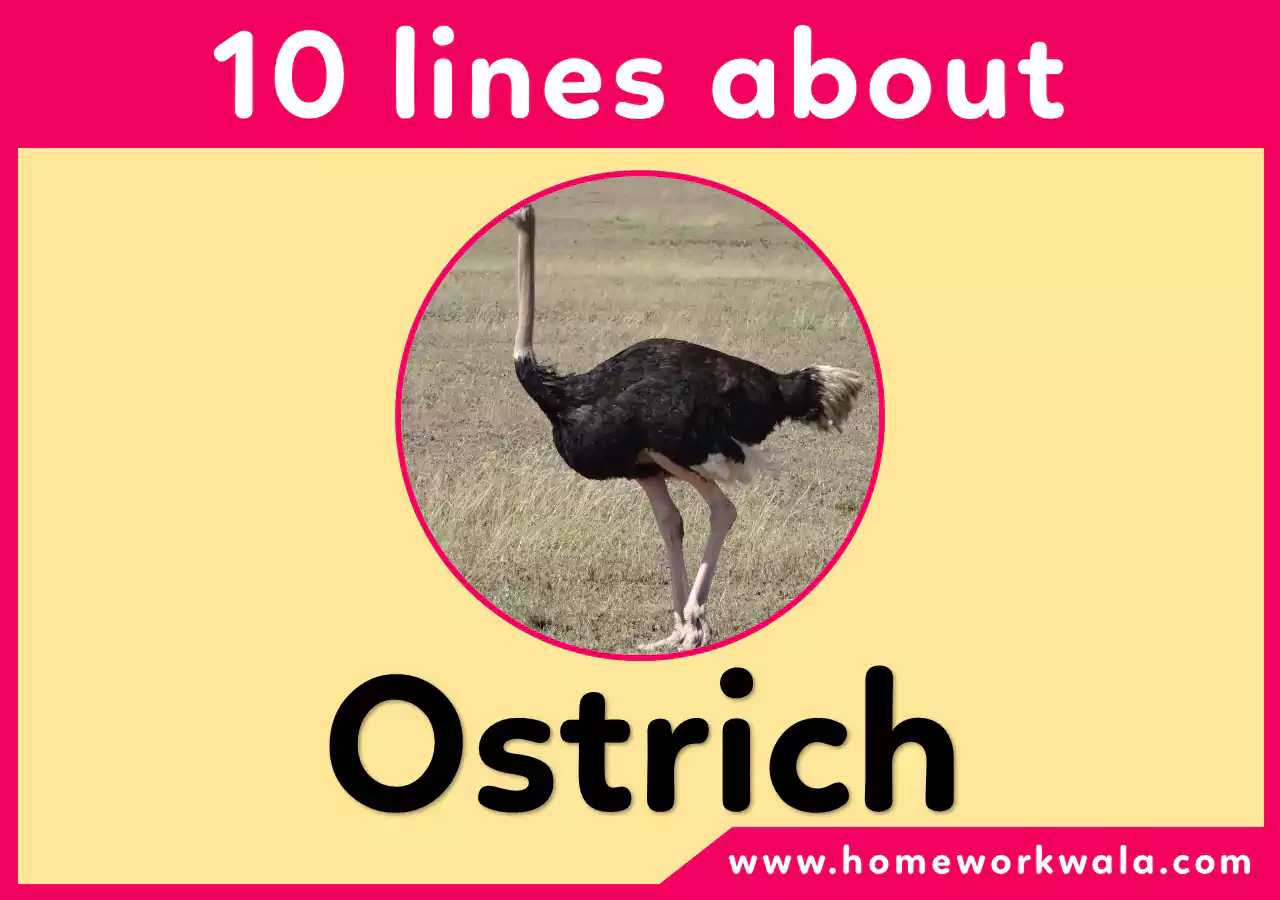 10 lines on Ostrich for class 2, 3, 4