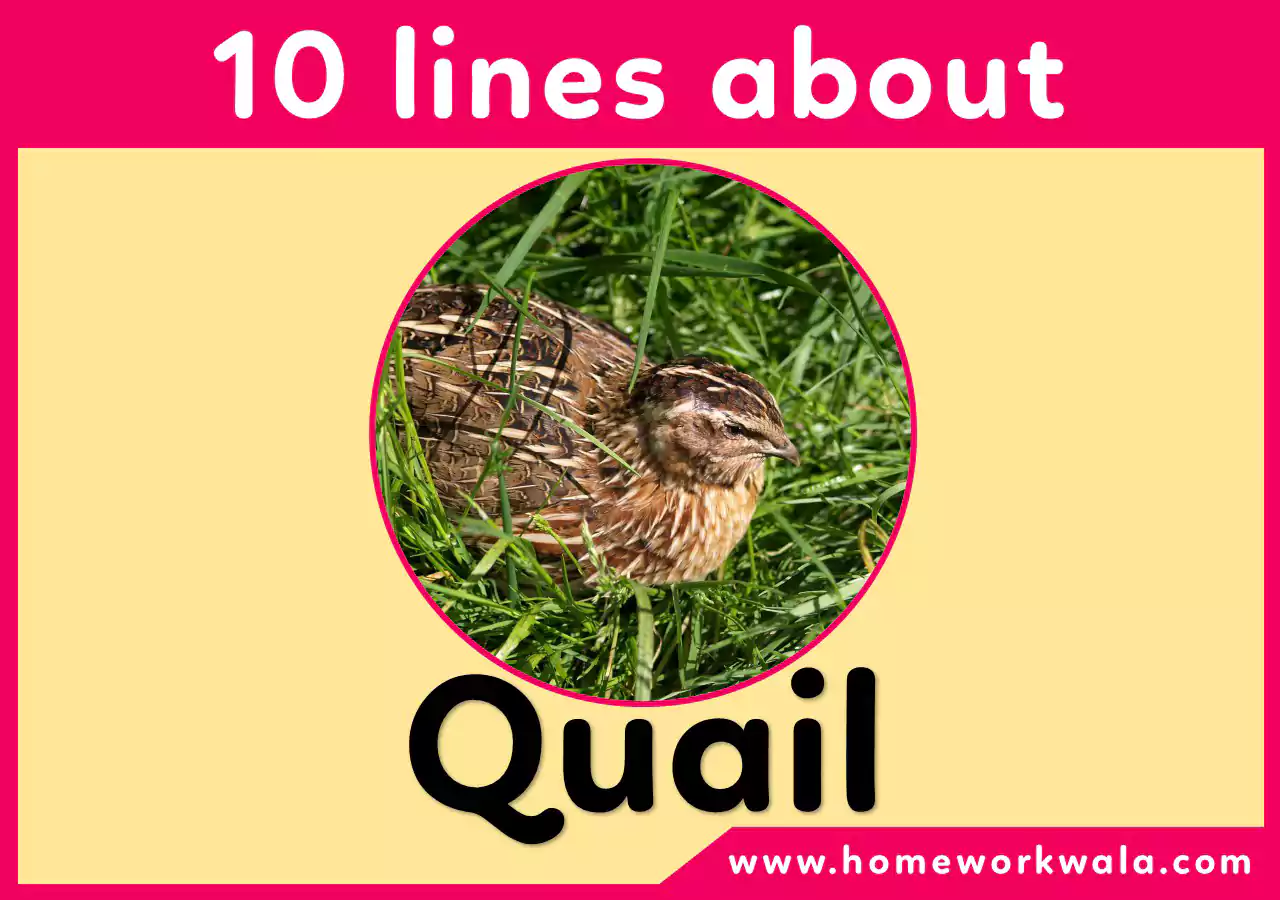 10 lines on Quail Bird in English