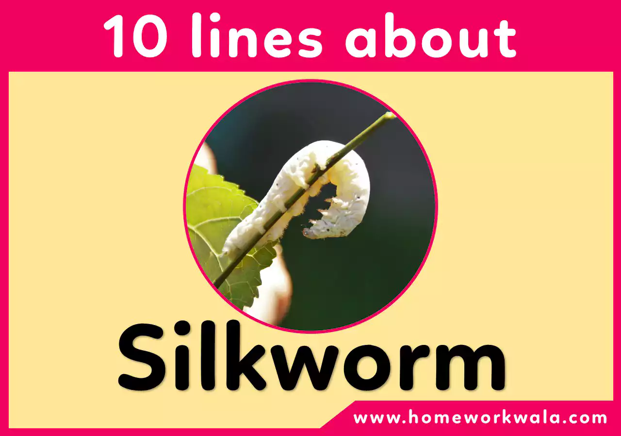 10 lines on silkworm in English