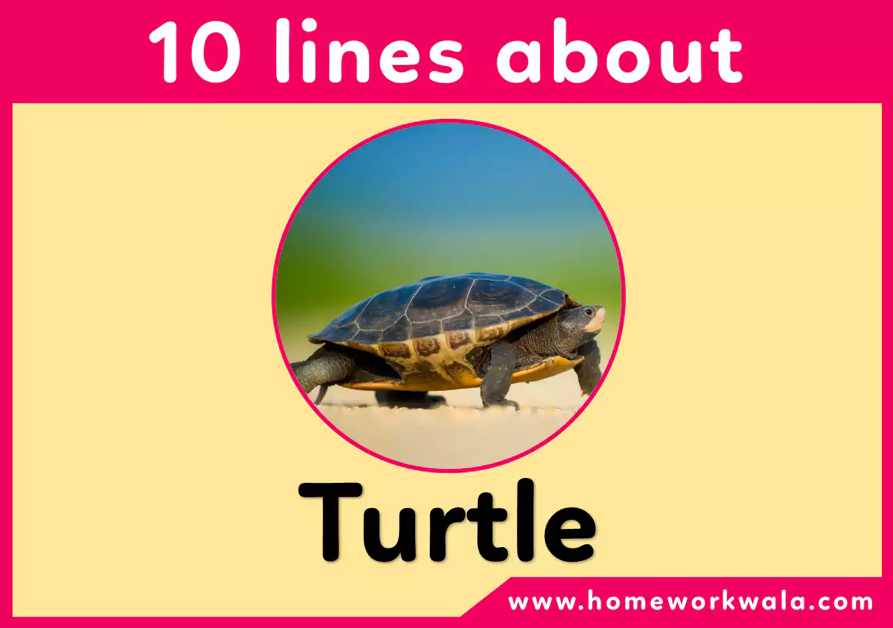 10 lines about Turtle