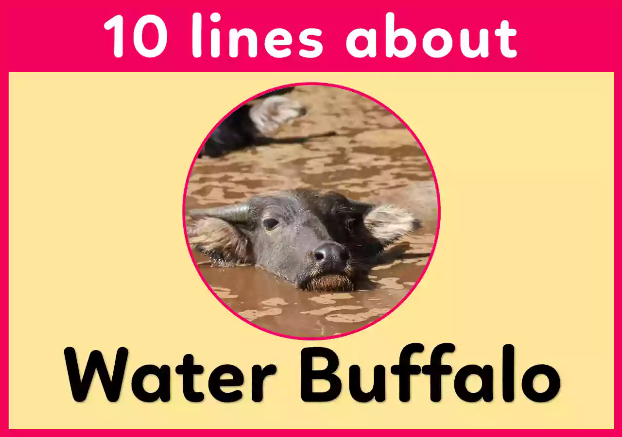 10 lines essay on Water Buffalo