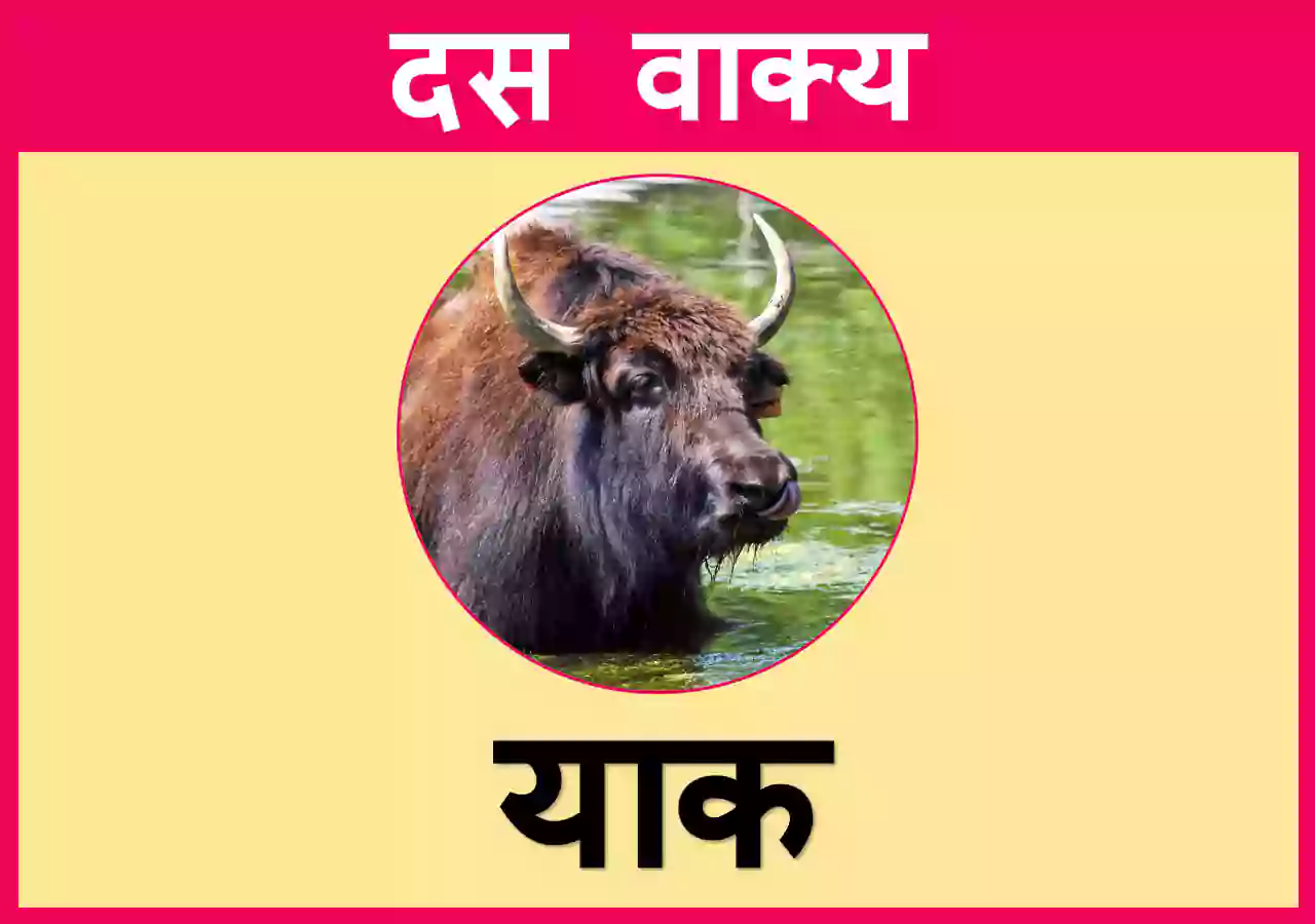 10 Lines on Yak in Hindi